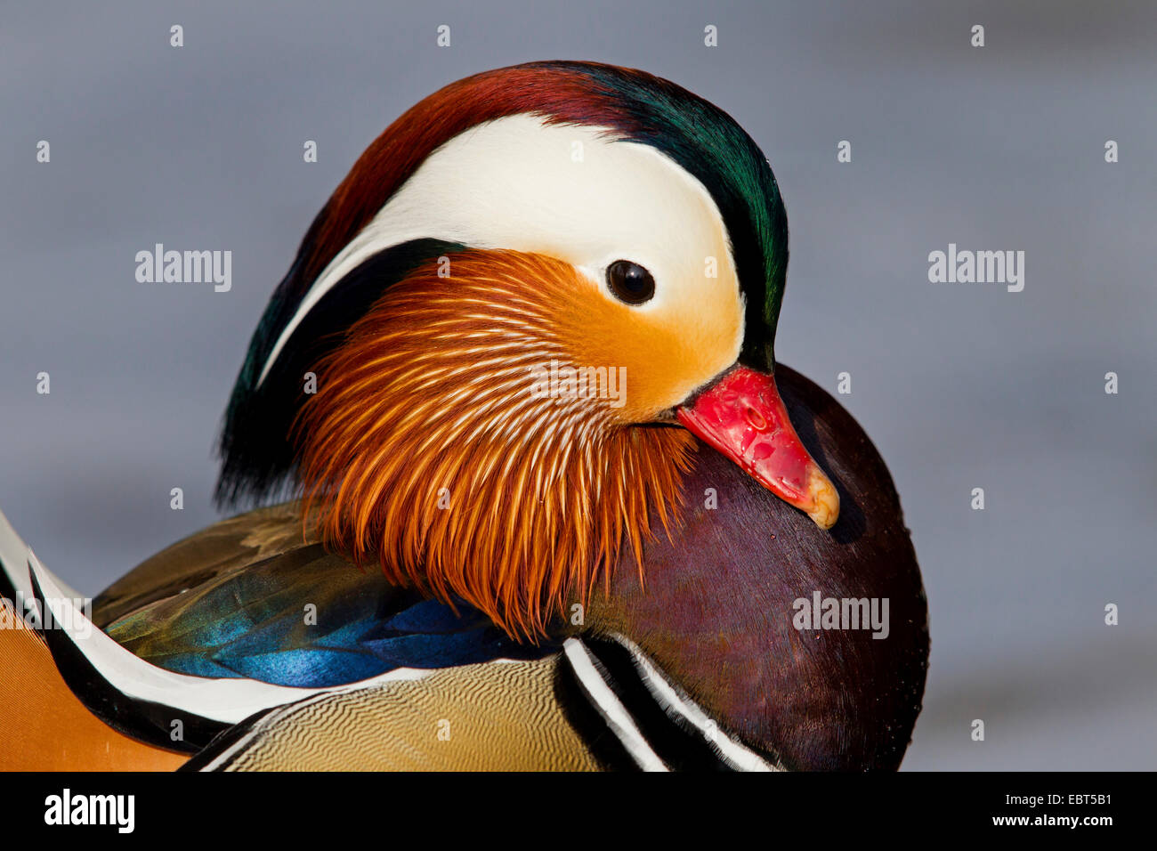 Canard mandarin (Aix galericulata), homme, portrait, Allemagne, Bade-Wurtemberg Banque D'Images