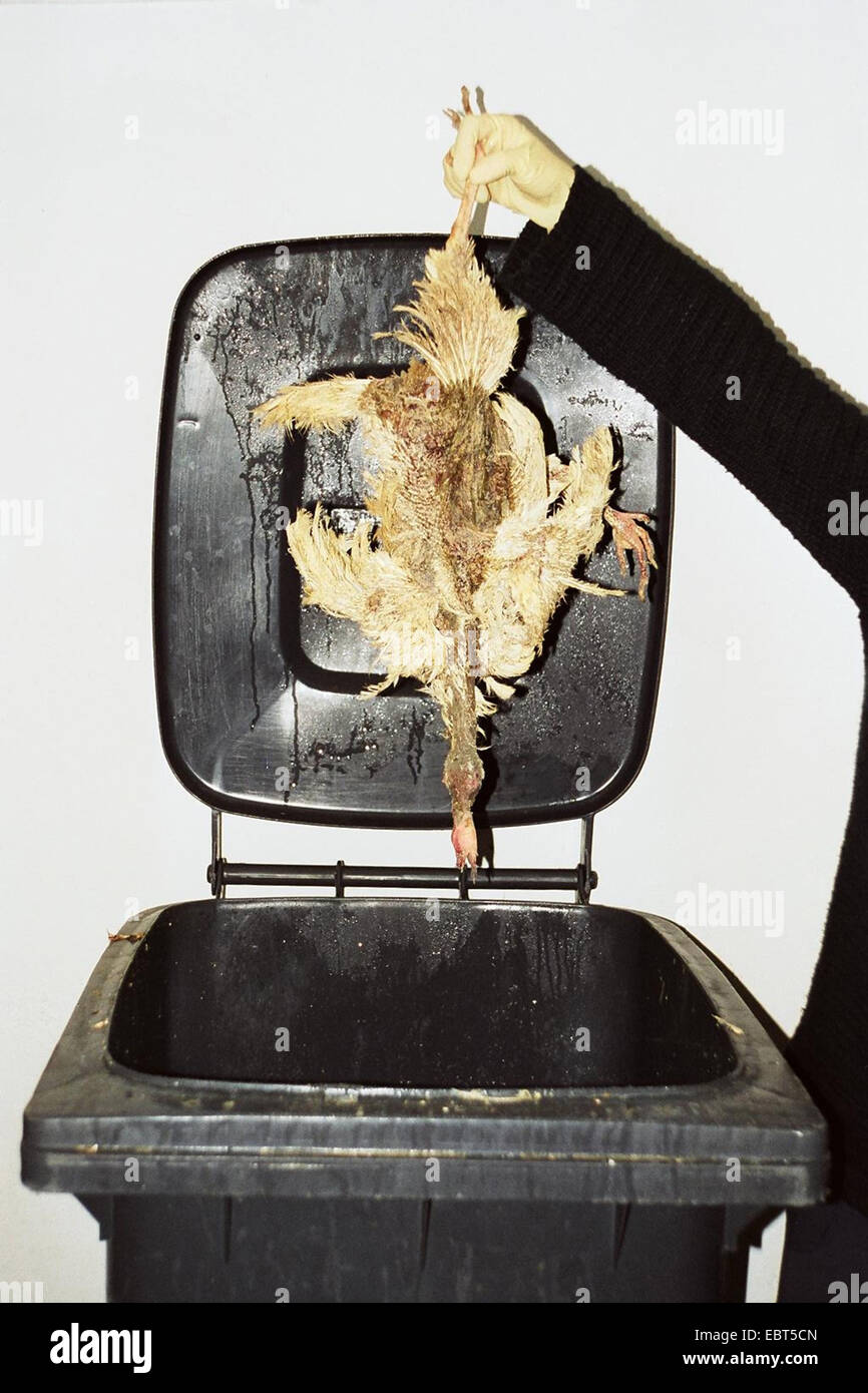 Laying hen Banque de photographies et d’images à haute résolution Alamy