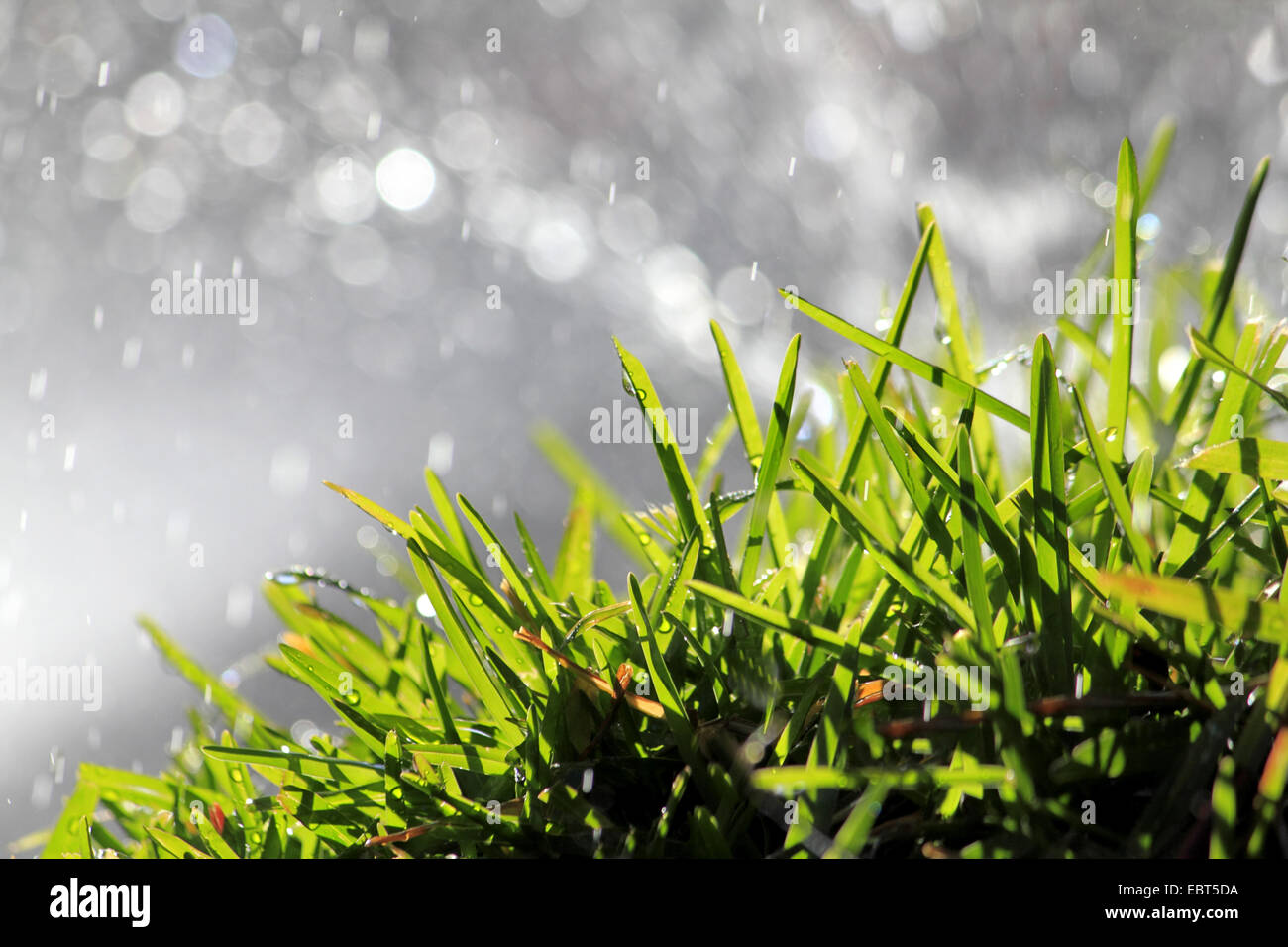 L'herbe verte sous la pluie et l'éclairage, Allemagne Banque D'Images