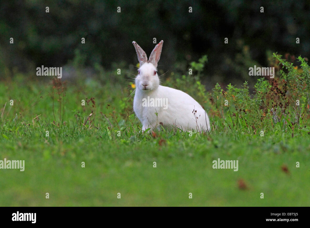 Lapin de garenne (Oryctolagus cuniculus), albino assis dans un pré, Allemagne Banque D'Images