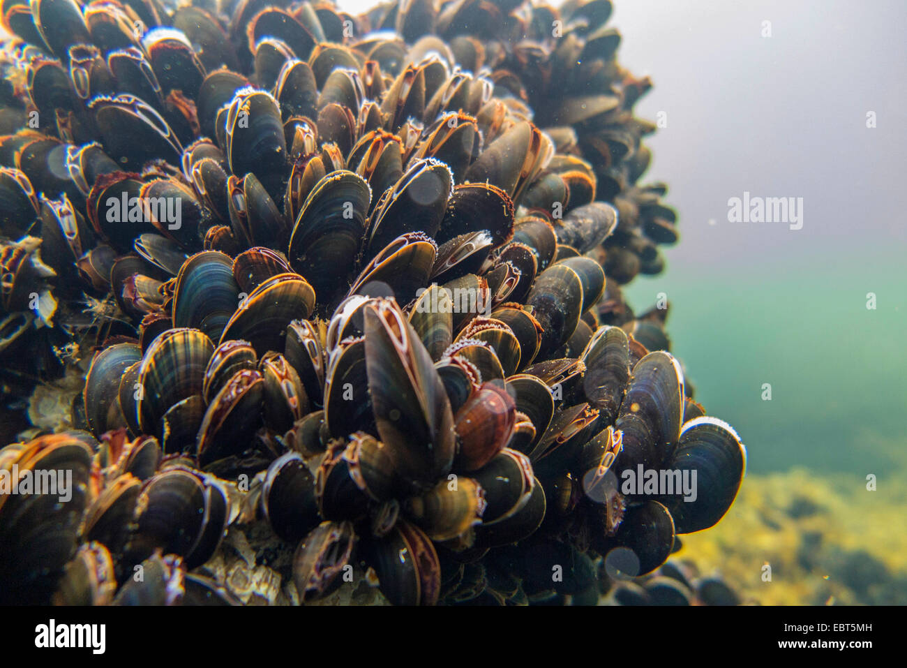 Les moules (Mytiloidea), colonie de moules sous l
