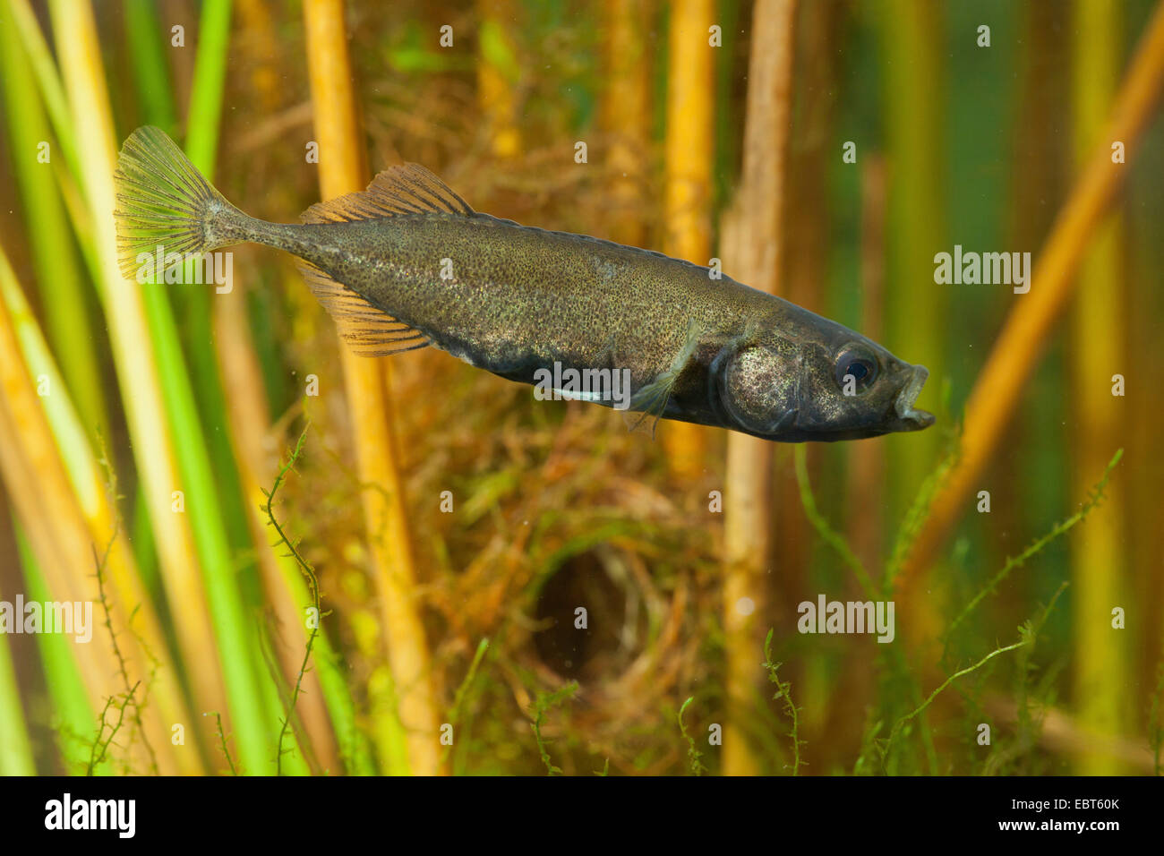 L'épinoche à neuf (Pungitius pungitius), homme en face du nid Banque D'Images