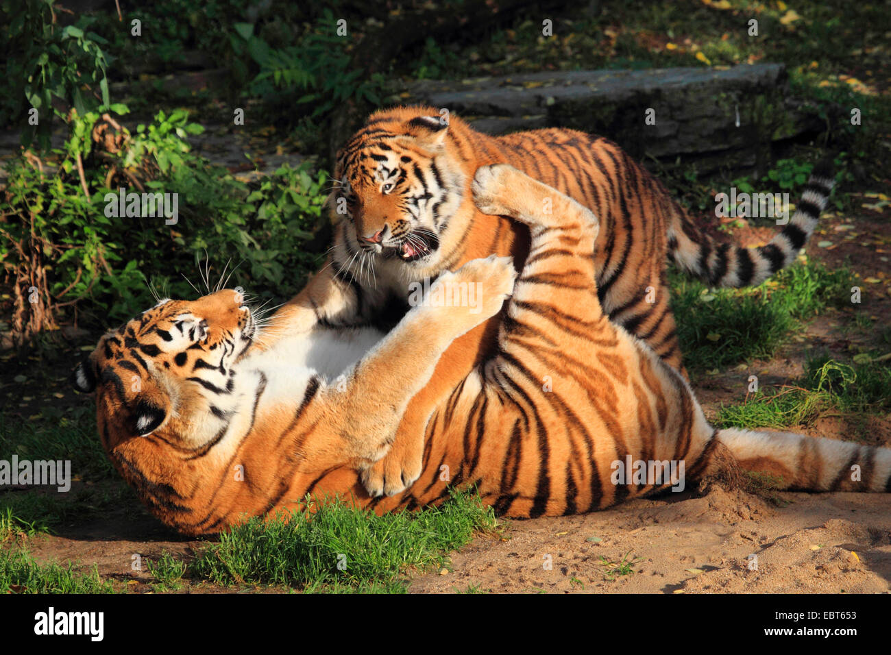 Tigres de sibérie Banque de photographies et d’images à haute résolution Alamy