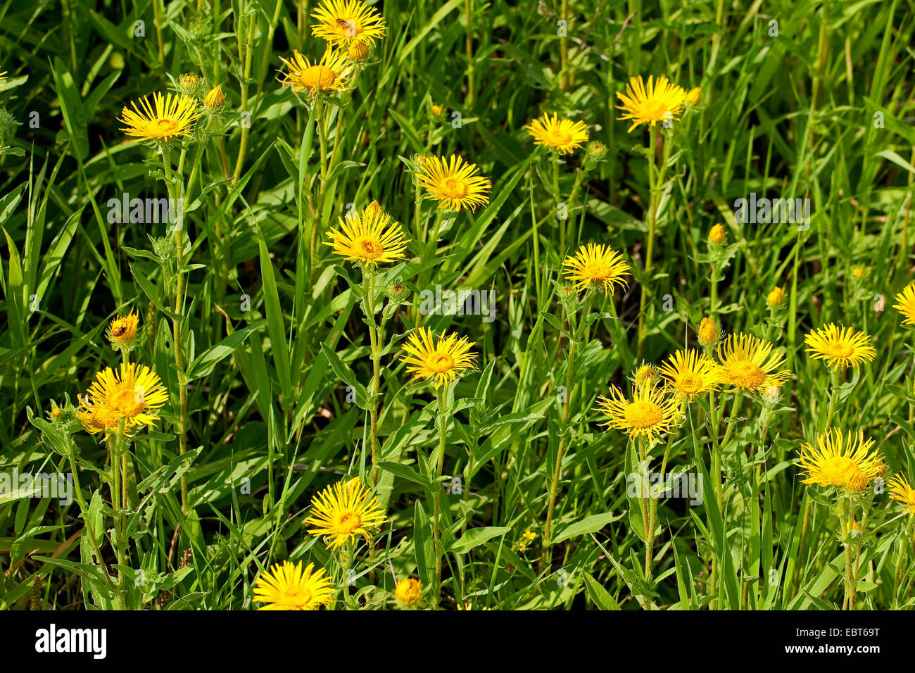 La Yellowhead, à tête jaune britannique, Meadow Fleabane, La Grande aunée (Inula britannica, Inula hispanica), blooming, Allemagne Banque D'Images