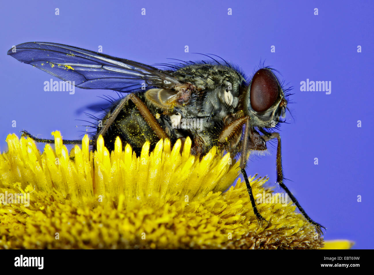 Fly assis sur une fleur, l'Allemagne, Mecklembourg-Poméranie-Occidentale Banque D'Images