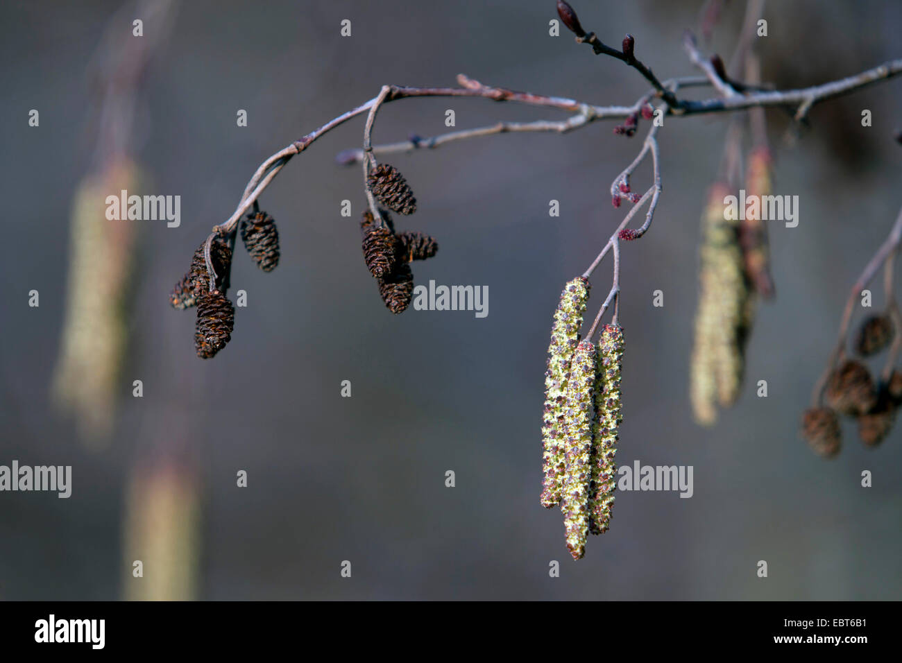 Pin noir d'Europe, l'aulne (Alnus glutinosa), de la direction générale avec les inflorescences mâles et les vieux cônes, Allemagne Banque D'Images