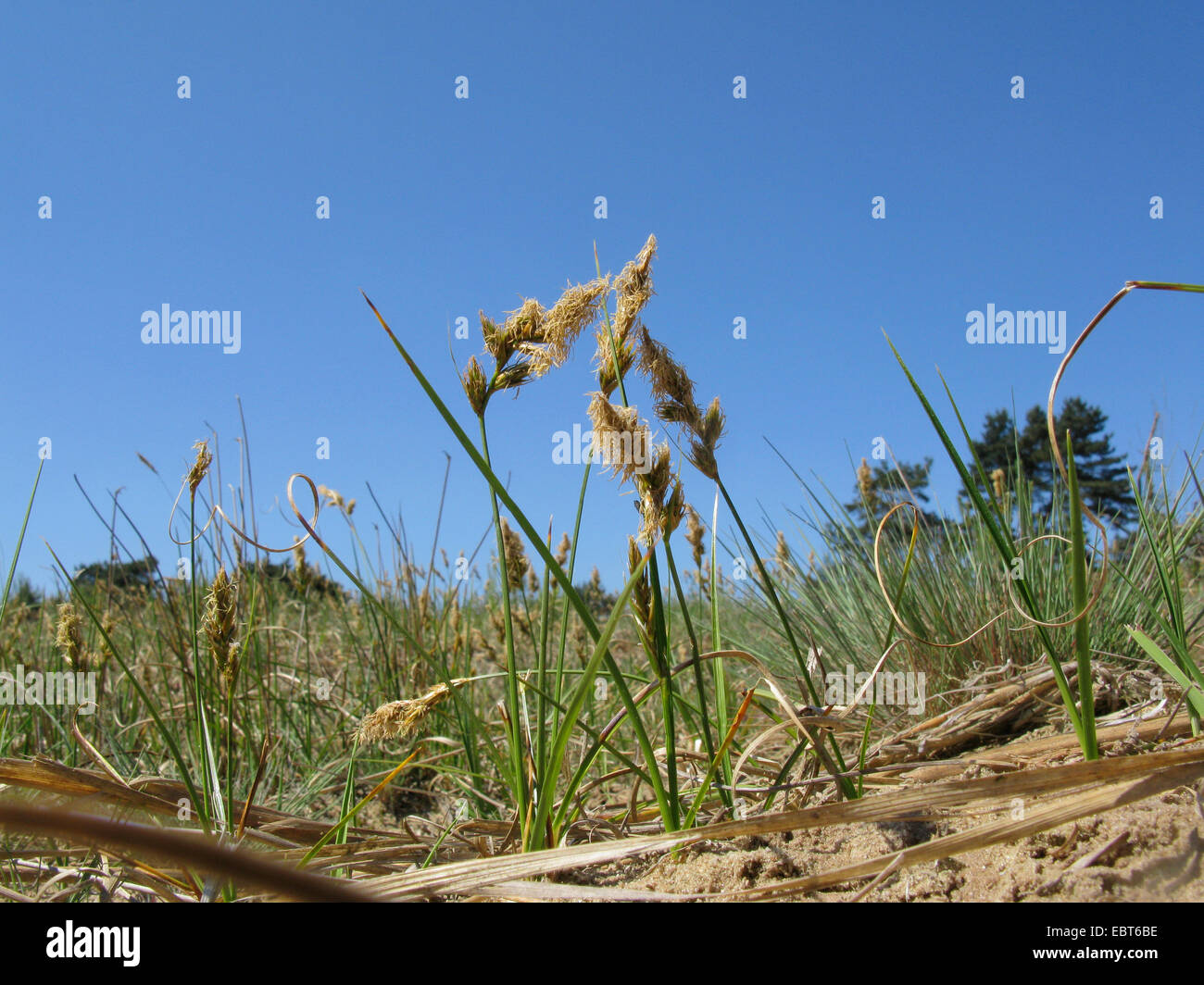 Sand (Carex arenaria), la floraison, l'Allemagne, Rhénanie du Nord-Westphalie Banque D'Images