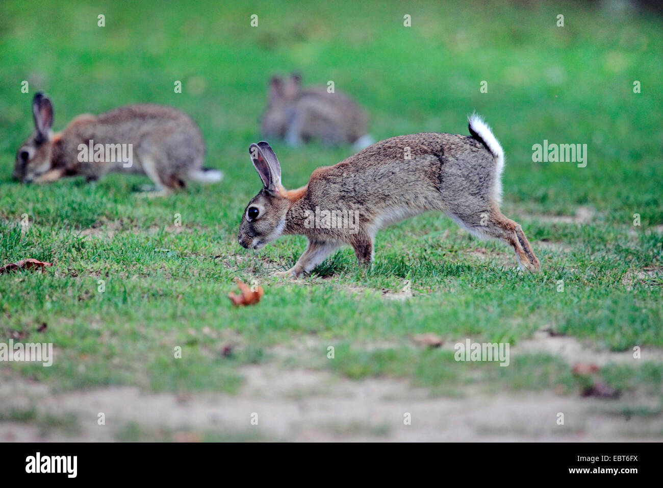 Lapin de garenne (Oryctolagus cuniculus), les lapins sauvages à la recherche de nourriture dans un pré, Allemagne Banque D'Images