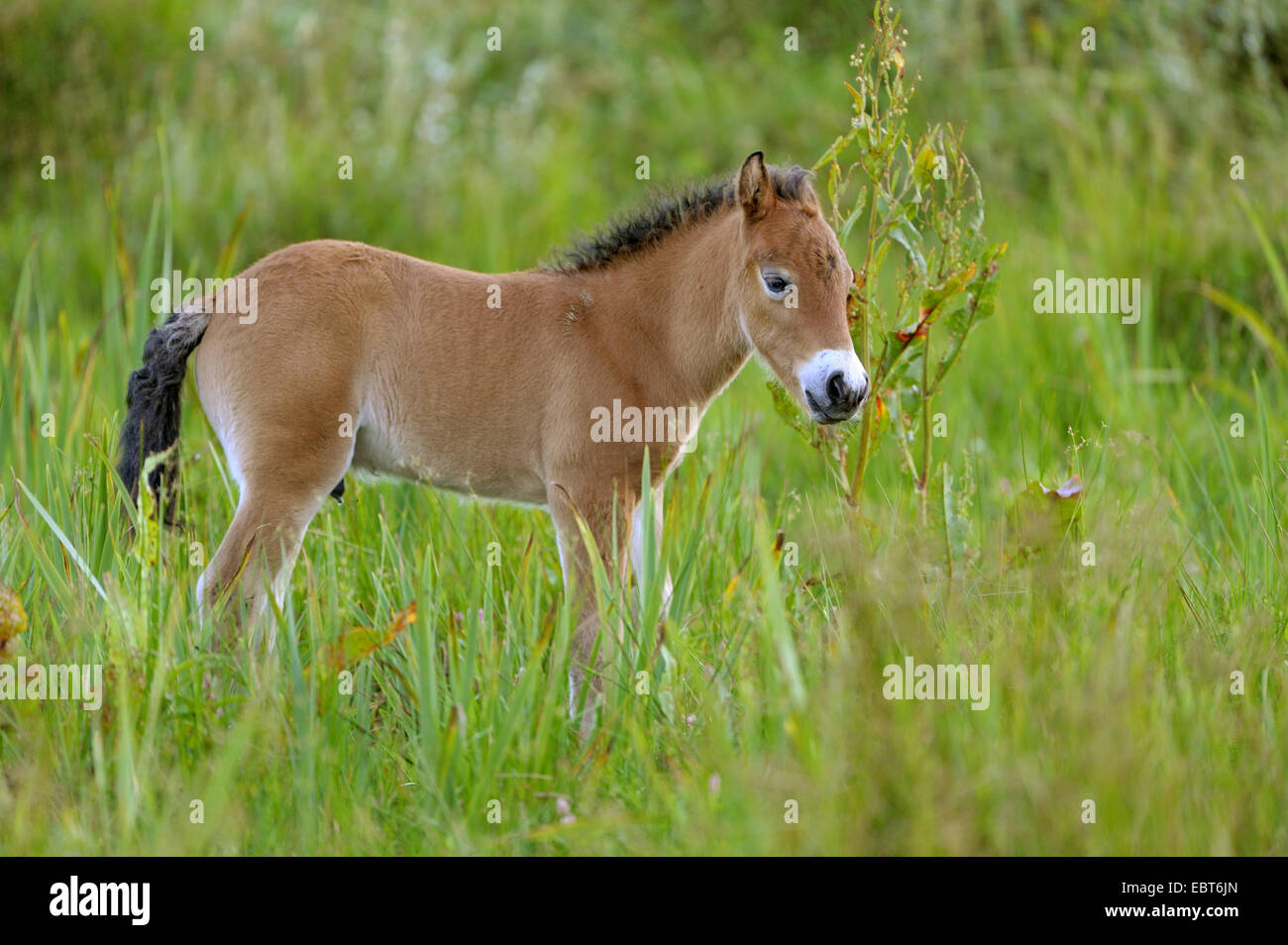 Poney Exmoor (Equus przewalskii f. caballus), dans un pré, Pays-Bas, Texel Banque D'Images