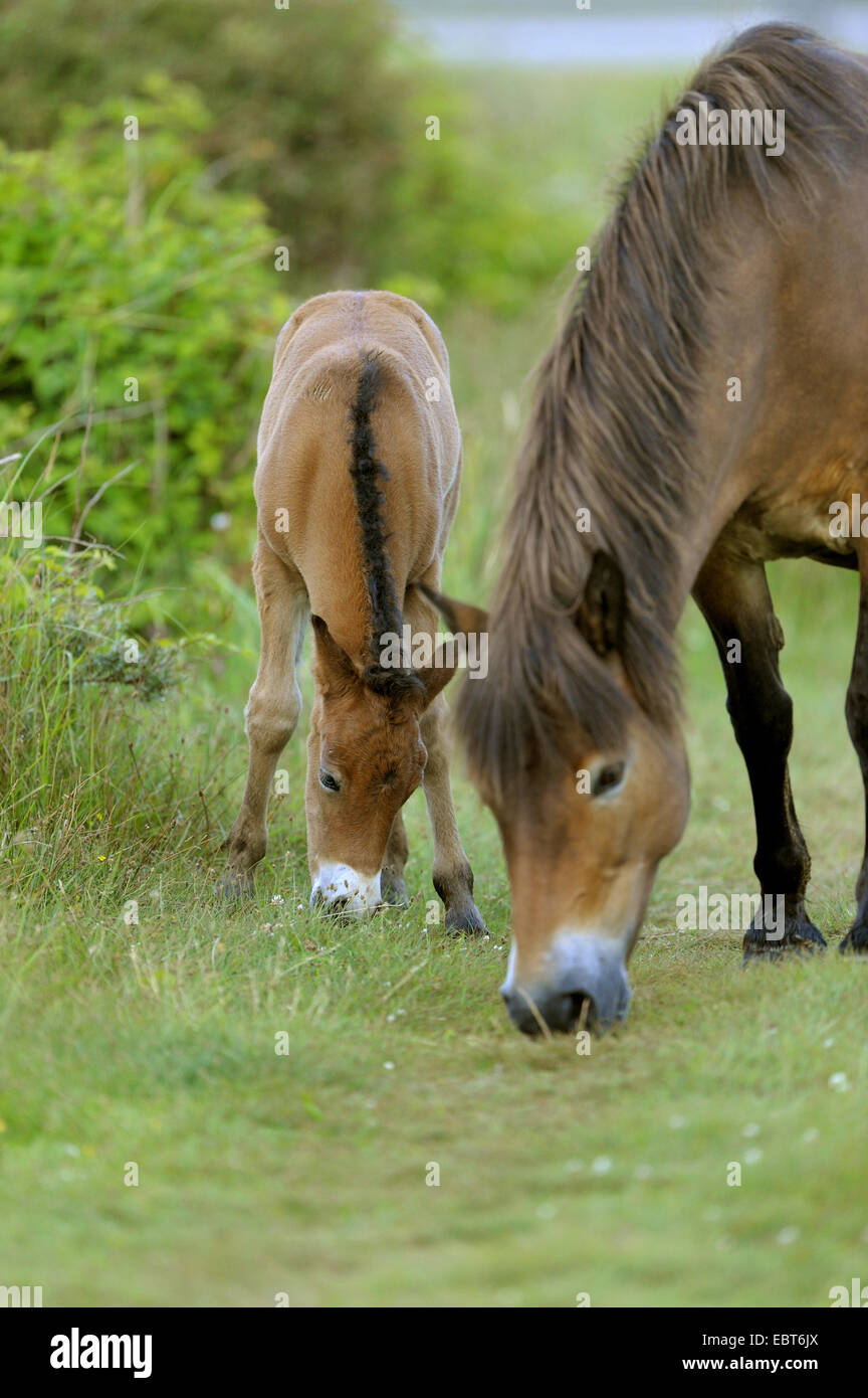 Poney Exmoor (Equus przewalskii f. caballus), mare et son poulain le pâturage, Pays-Bas, Texel Banque D'Images