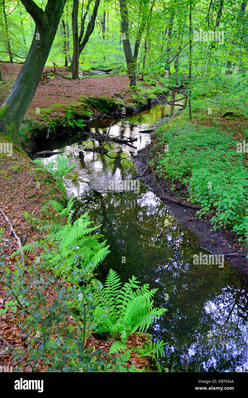 Creek serpente à travers les bois, en Allemagne, en Rhénanie du Nord-Westphalie Banque D'Images