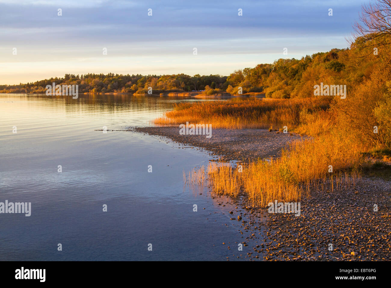 Lac avec reed bank dans lumière du soir, en Allemagne, en Bavière, le lac de Chiemsee, Chieming Banque D'Images