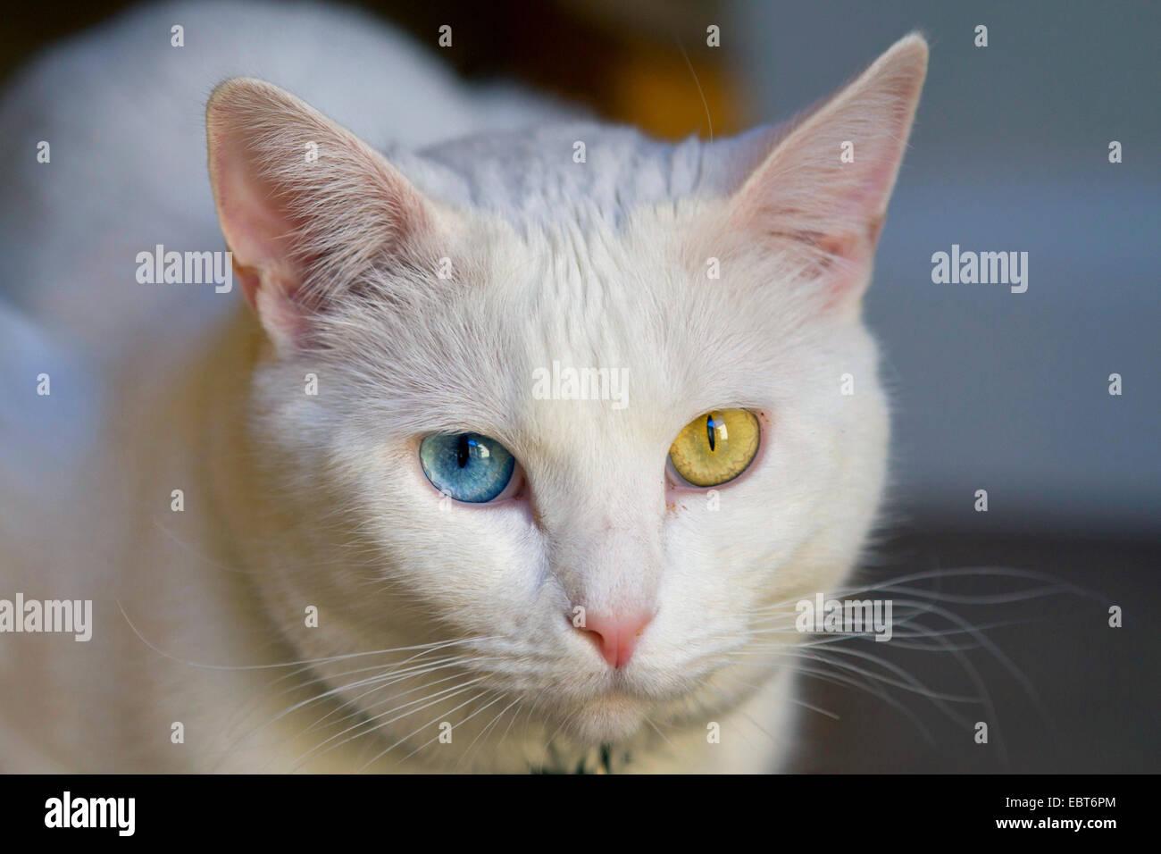 Chat domestique, chat de maison, Turc Van (Felis silvestris catus). f, odd-eyed white male Banque D'Images