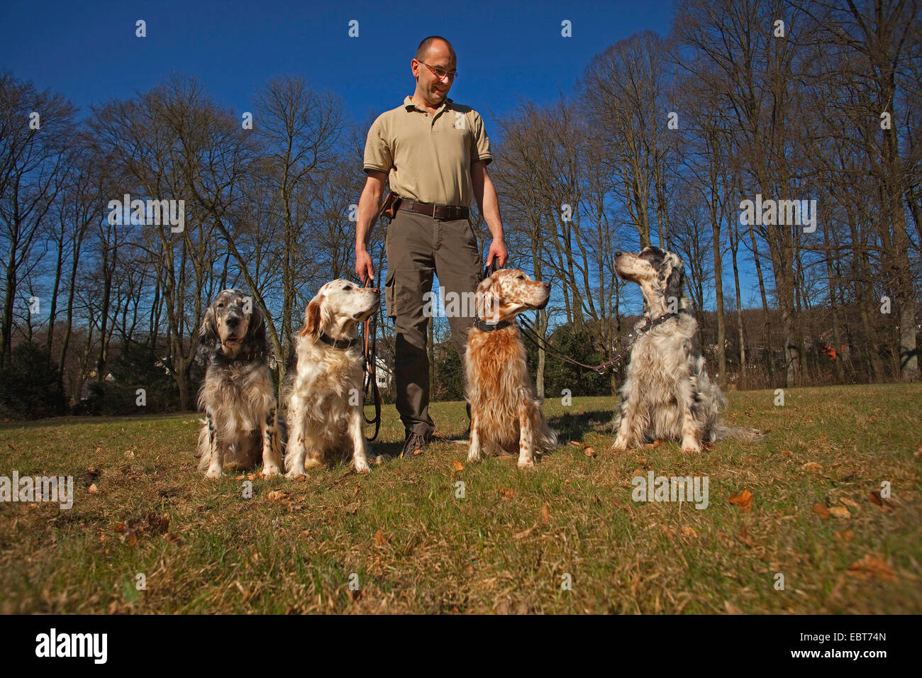 Setter anglais (Canis lupus f. familiaris), l'homme avec 4 setters Anglais Banque D'Images