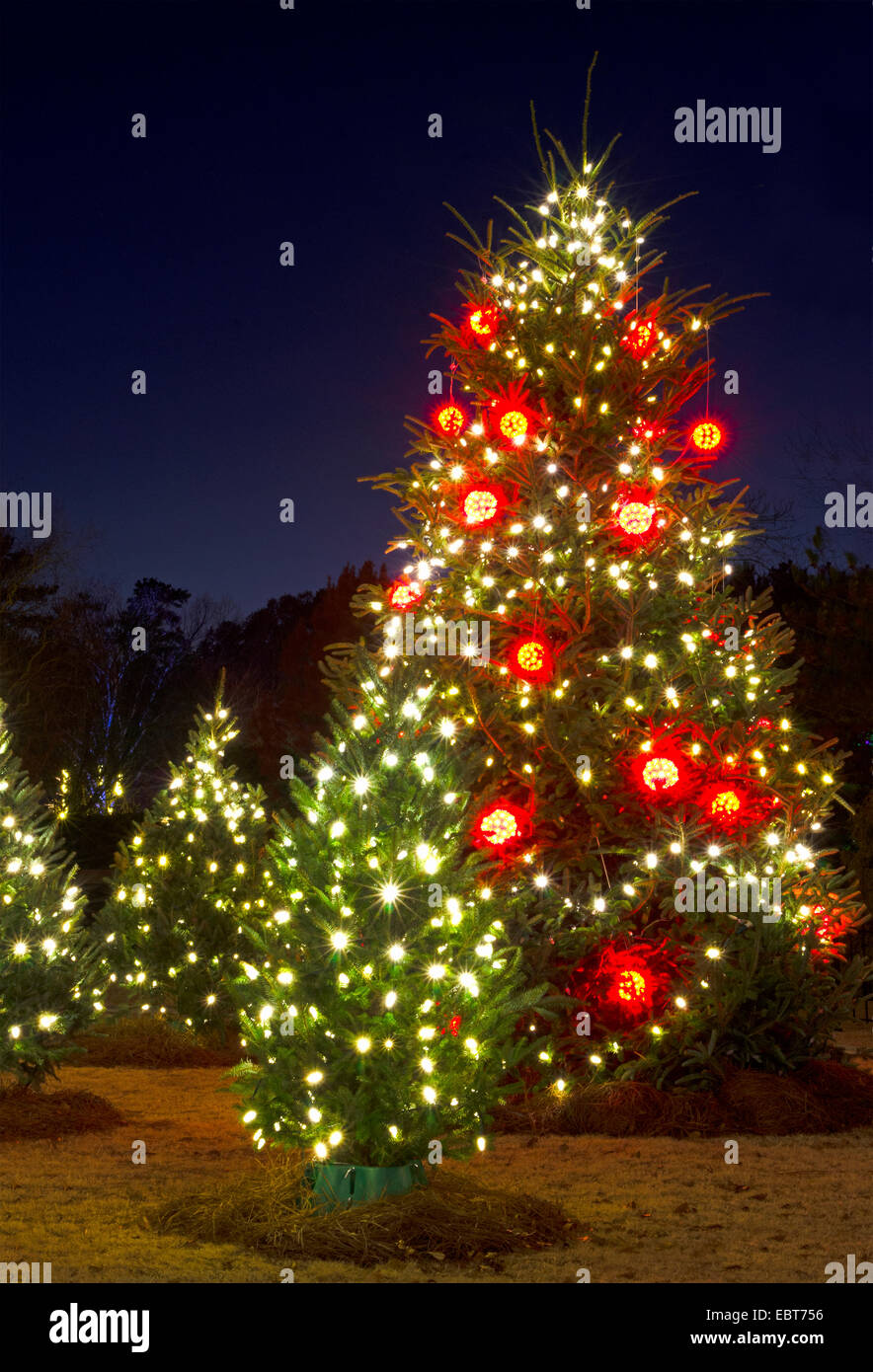 Les arbres de Noël en plein air ont été décorées avec des lumières blanches et rouges et tourné contre un brillant ciel bleu. Banque D'Images