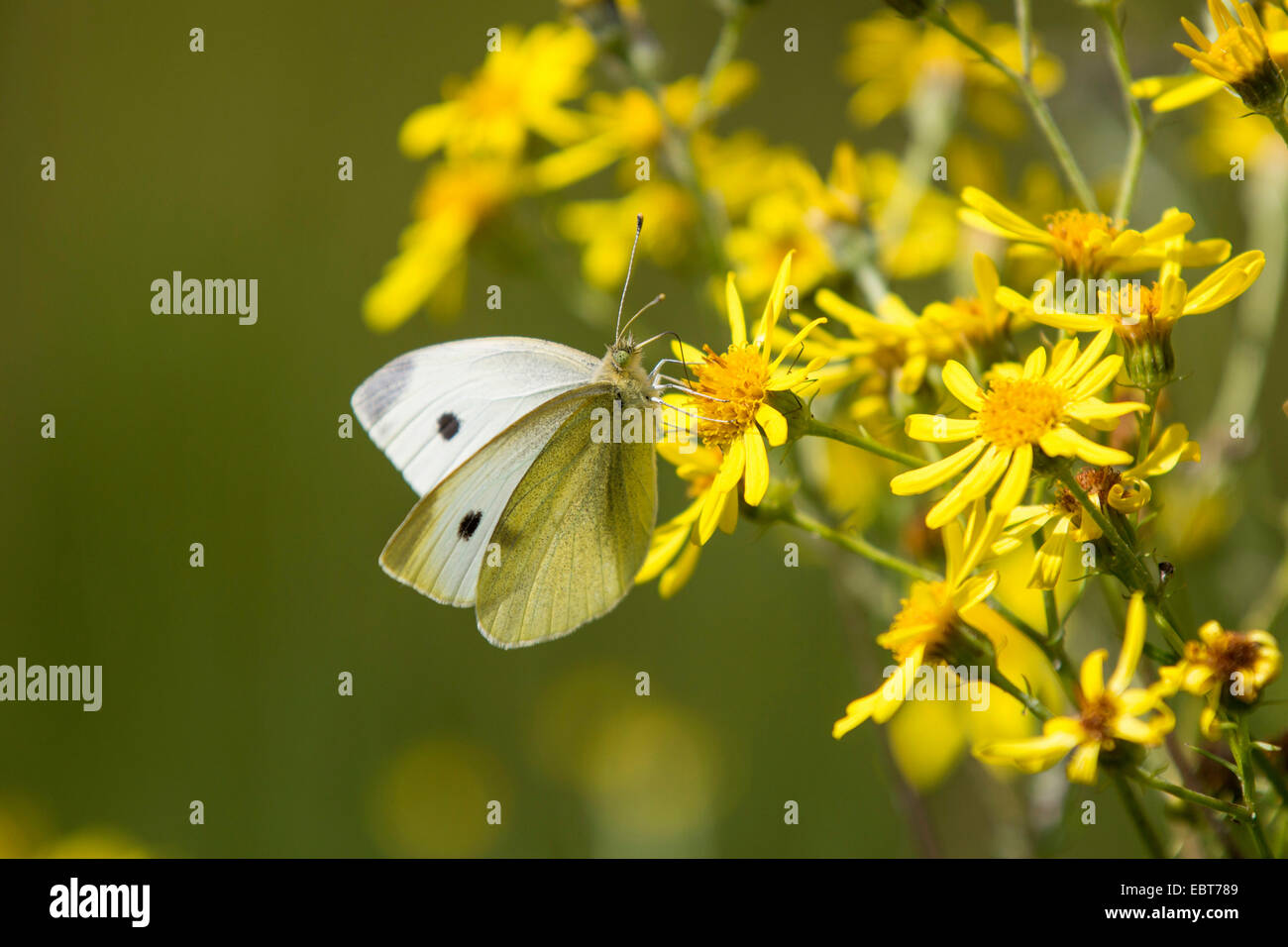 Large White (Pieris brassicae), suckking nectar de séneçon jacobée, Germany Banque D'Images