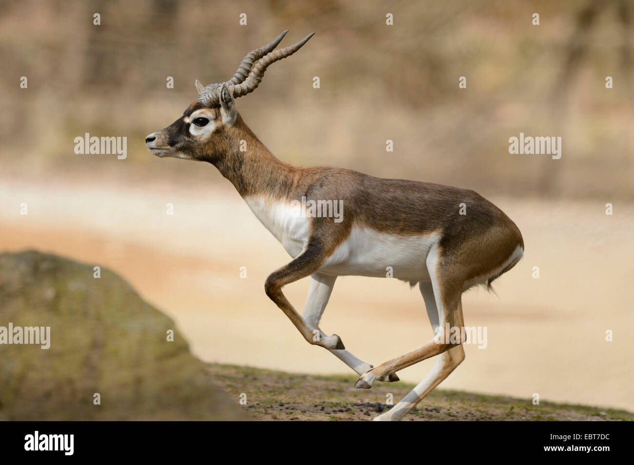 Blackbuck (Antilope cervicapra), fuyant l'homme Banque D'Images