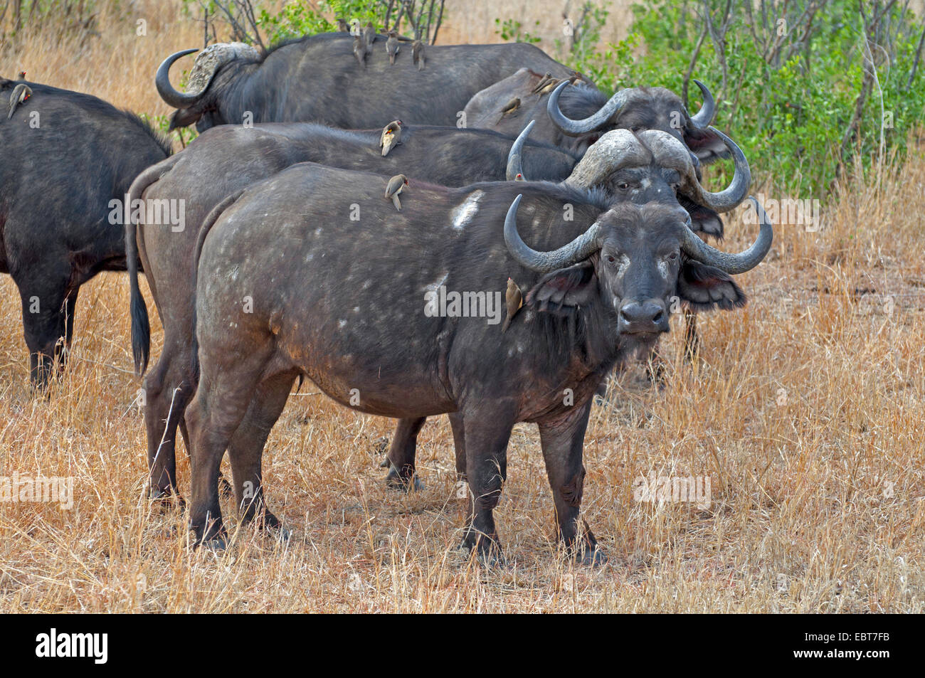 Buffle d'Afrique (Syncerus caffer), avec à l'arrière oxpeckers, Afrique du Sud, le Parc national Krueger Banque D'Images