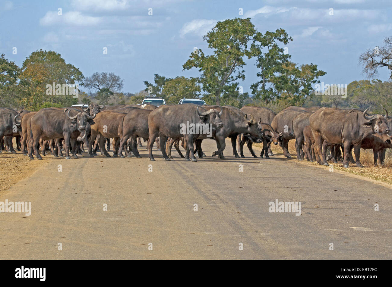 Buffle d'Afrique (Syncerus caffer), troupeau de traverser une rue, Afrique du Sud, le Parc national Krueger Banque D'Images