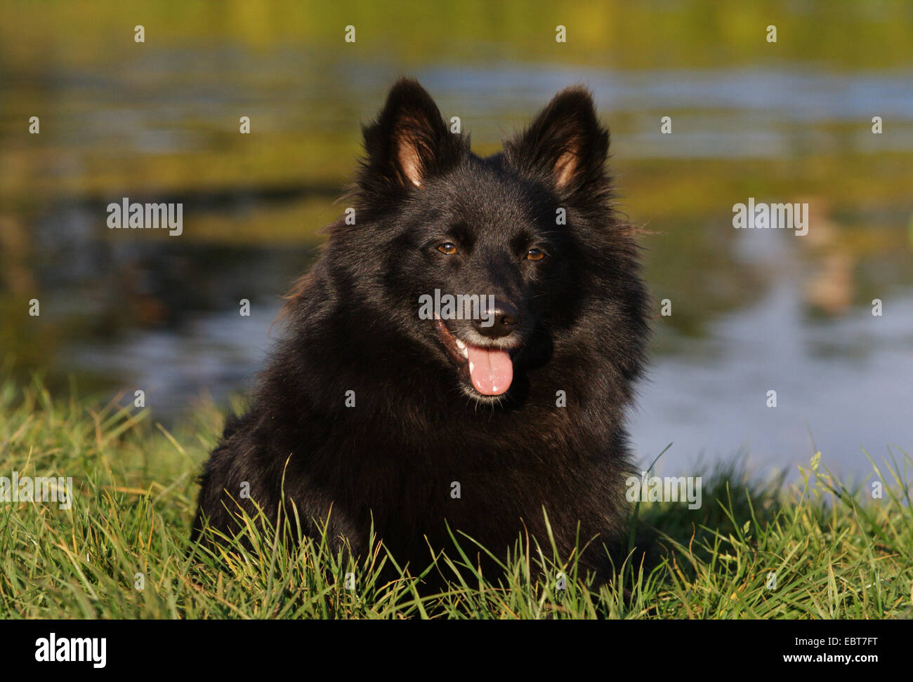 Spitz Allemand (Canis lupus f. familiaris), couchée dans un pré au bord du lac Banque D'Images