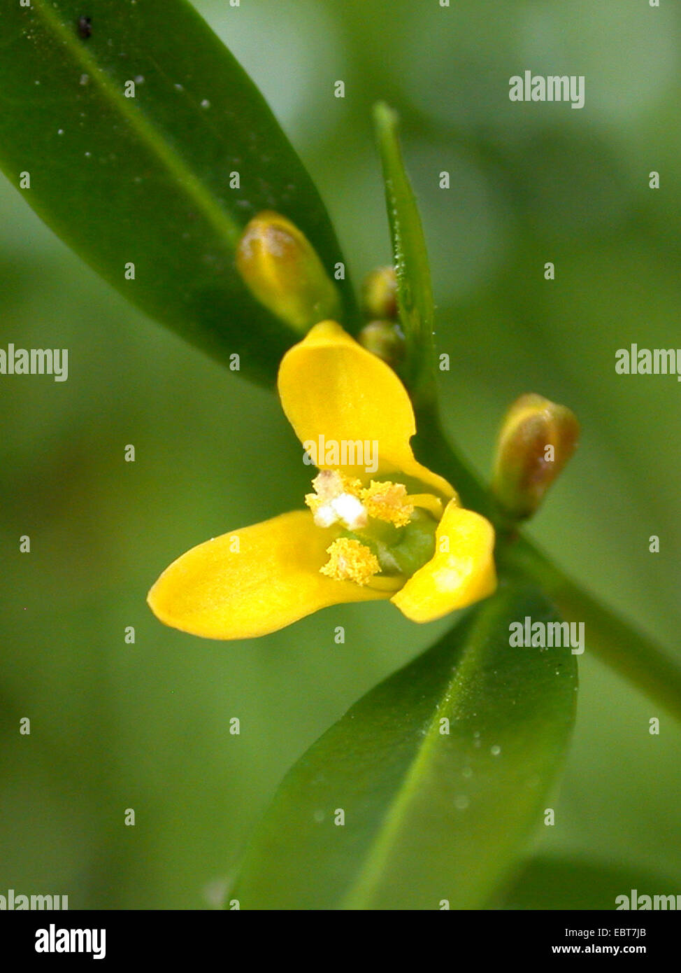 L'euphorbe ésule (Olive Cneorum tricoccon), fleur Banque D'Images