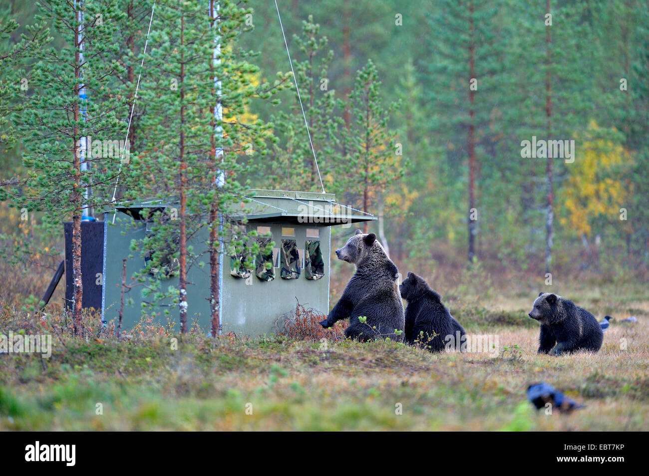 L'ours brun (Ursus arctos arctos), she-bear avec les mineurs d'inspecter une cachette pour les photographes, Finlande Banque D'Images