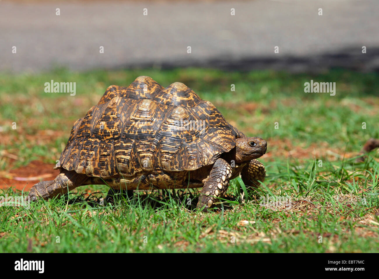 (Stigmochelys pardalis tortue léopard, Geochelone pardalis), marche à pied, Afrique du Sud, Kgaswane Banque D'Images