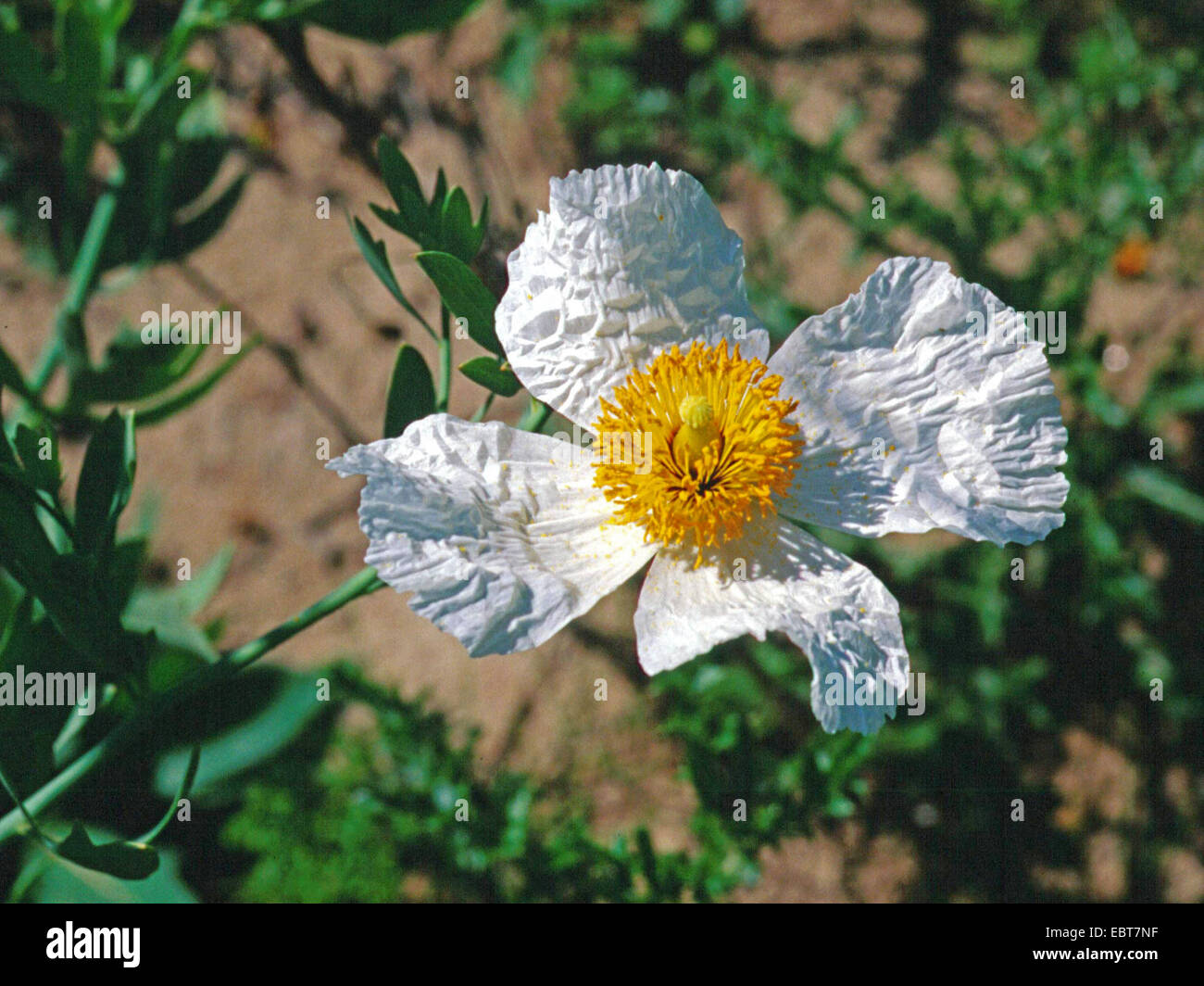 Isbn 2-07-059113-1, pavot à opium (ISBN 2-07-059113-1 du coutre Romneya coulteri), fleur Banque D'Images