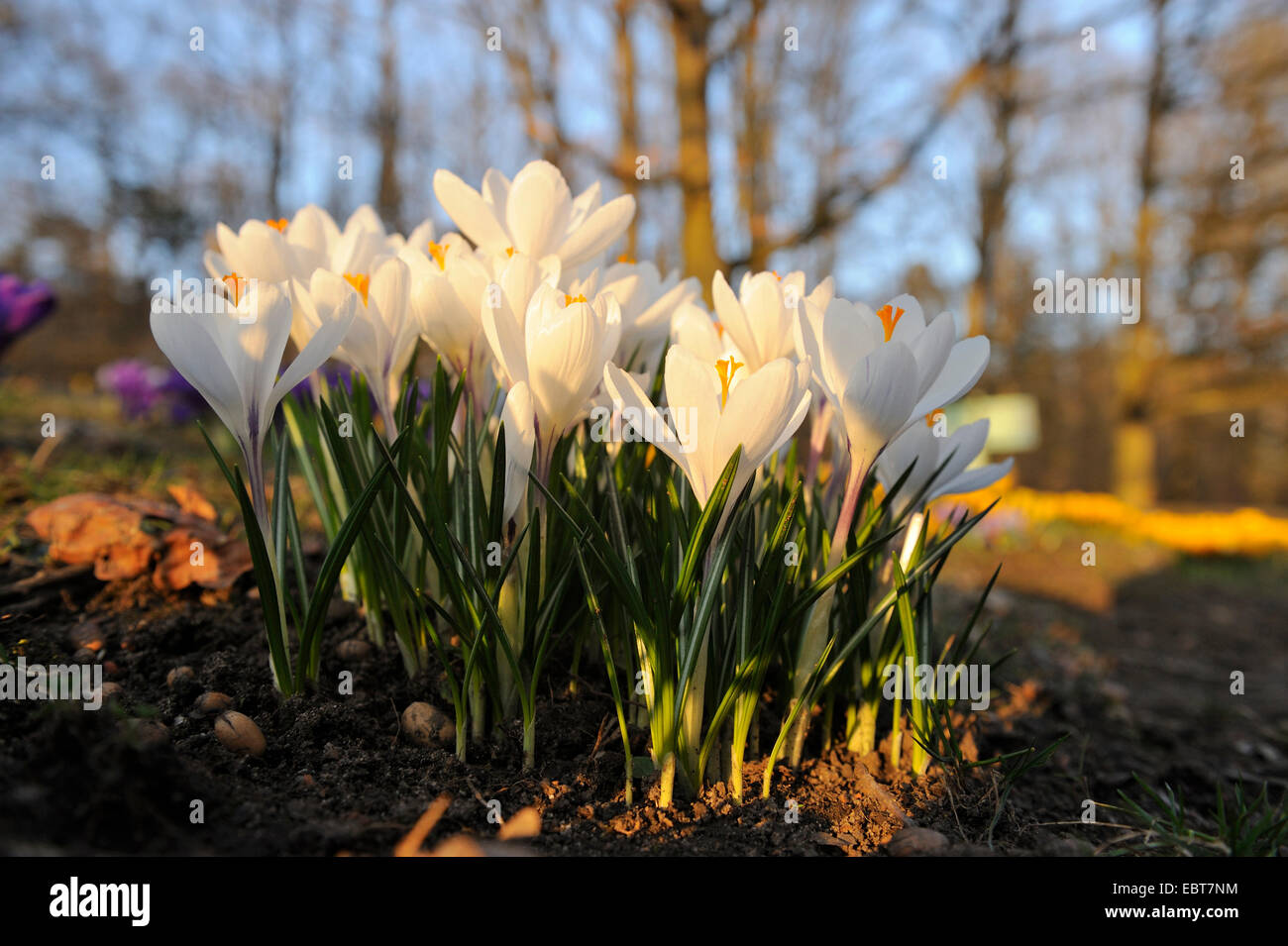 Crocus Crocus du printemps, néerlandais (Crocus vernus, Crocus neapolitanus), blooming Banque D'Images