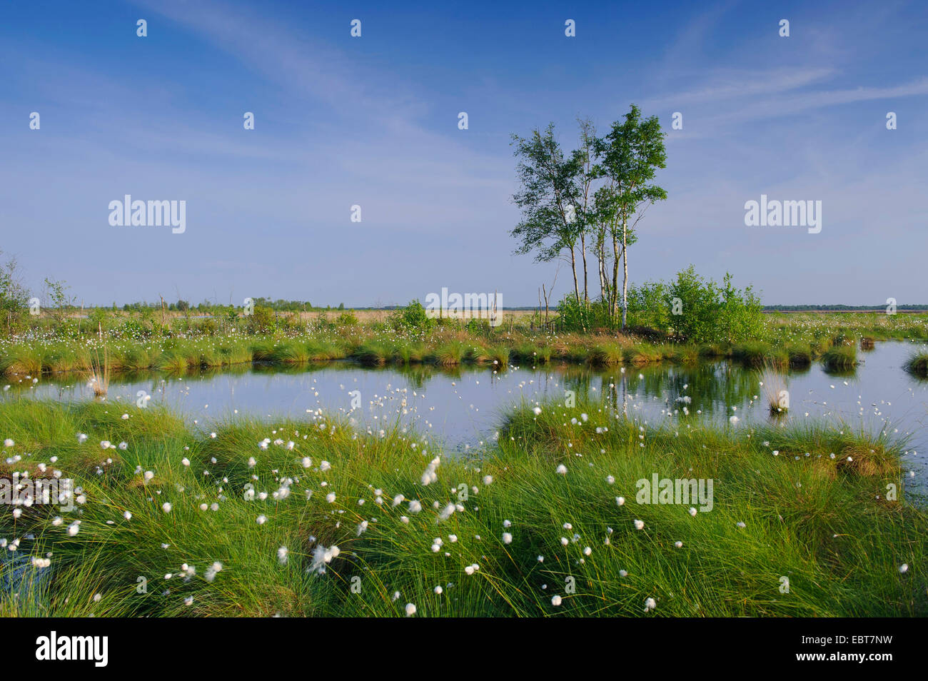 Moor pond en été, l'ALLEMAGNE, Basse-Saxe, Diepholzer Moorniederung Goldenstedter Moor, Banque D'Images