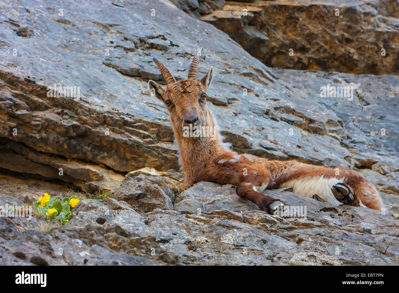 Bouquetin des Alpes (Capra ibex, Capra ibex ibex), un jeune bouquetin reposant sur un éperon rocheux et regardant en bas, Suisse, Toggenburg, Churfirsten Banque D'Images