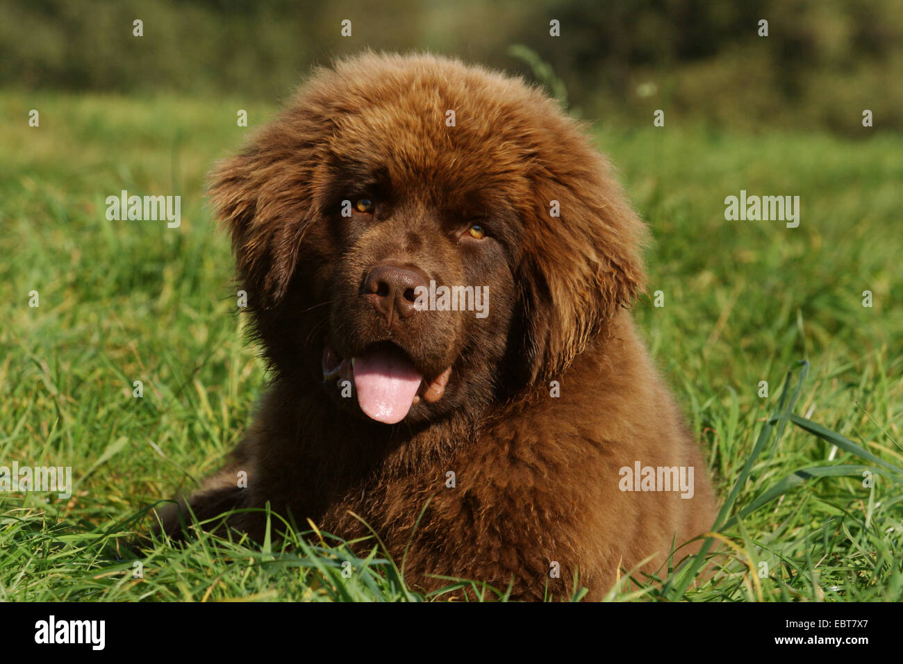 Terre-neuve (Canis lupus f. familiaris), couché dans un pré, Allemagne Banque D'Images
