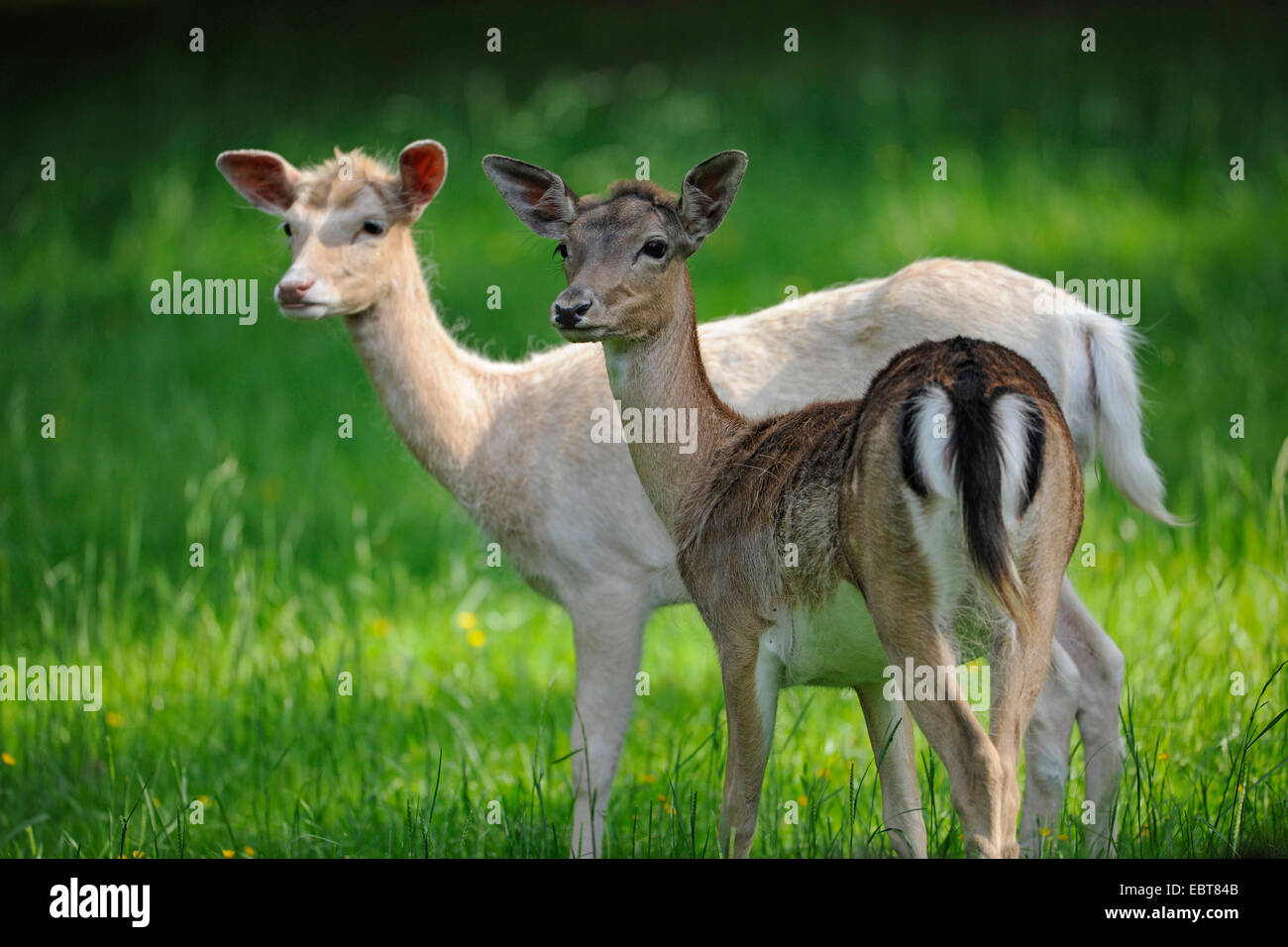 Le daim (Dama dama, Cervus dama), deux Hinds, pâle et de couleur normale de la variante de l'article ensemble dans un pré, Allemagne Banque D'Images