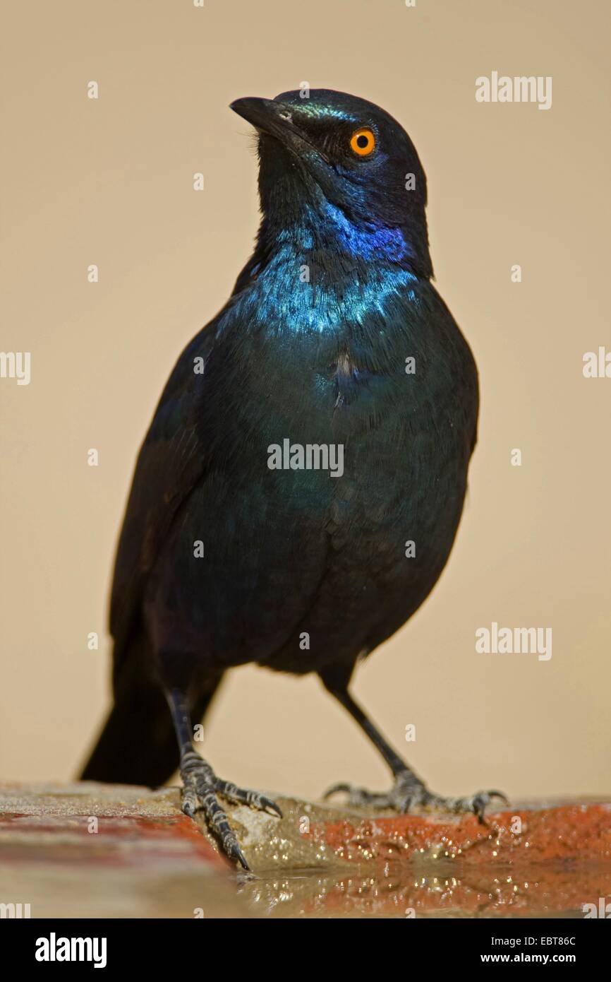 Red-shouldered glossy starling (Lamprotornis nitens), assis à l'eau, l'Afrique du Sud, Northern Cape, Kgalagadi Transfrontier National Park Banque D'Images
