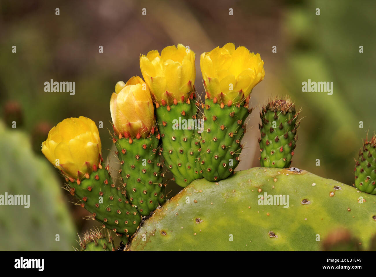 Fig indien, figuier de Barbarie (Opuntia ficus-indica, Opuntia ficus-barbarica), aux fleurs jaunes, Canaries, La Palma Banque D'Images