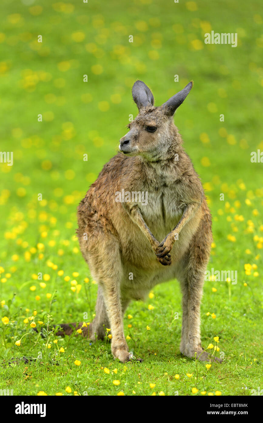 Le kangourou gris (Macropus giganteus), assis dans le pré Banque D'Images