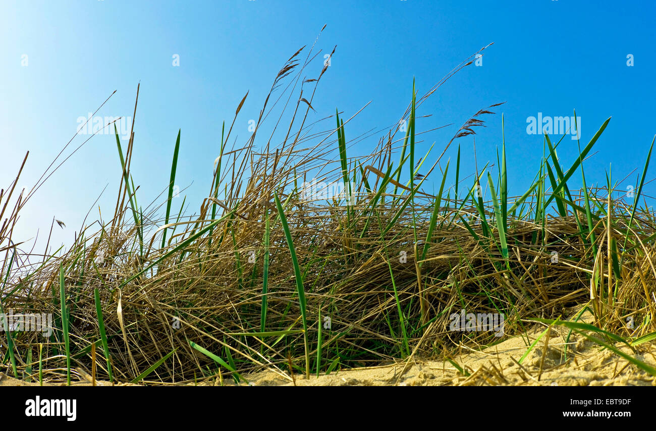 Le calamagrostis, roseau commun (Phragmites communis, Phragmites australis), sur les dunes, l'ALLEMAGNE, Basse-Saxe, Langeoog Banque D'Images