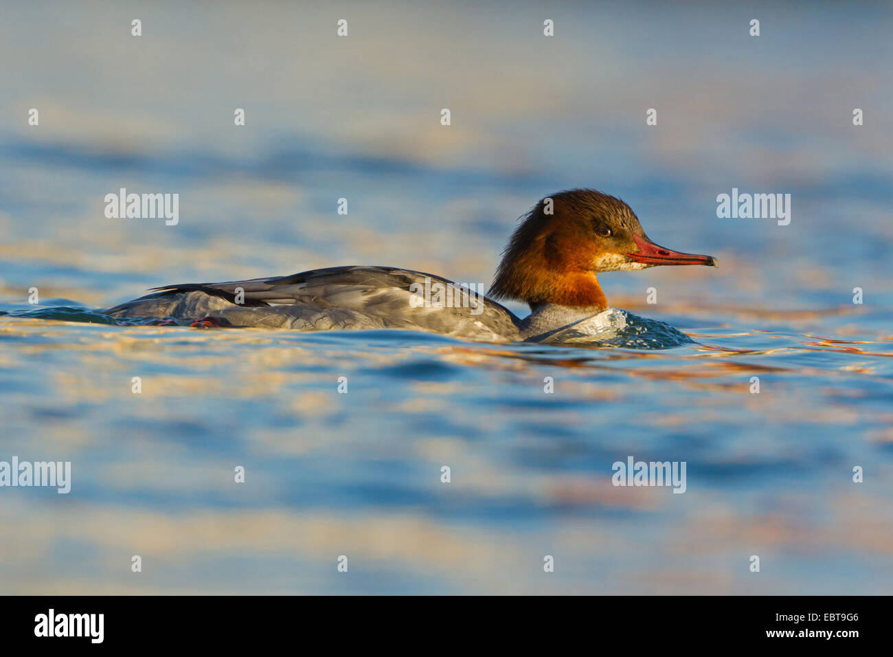 Harle bièvre (Mergus merganser), femme natation sur un lac, l'Allemagne, Bade-Wurtemberg Banque D'Images