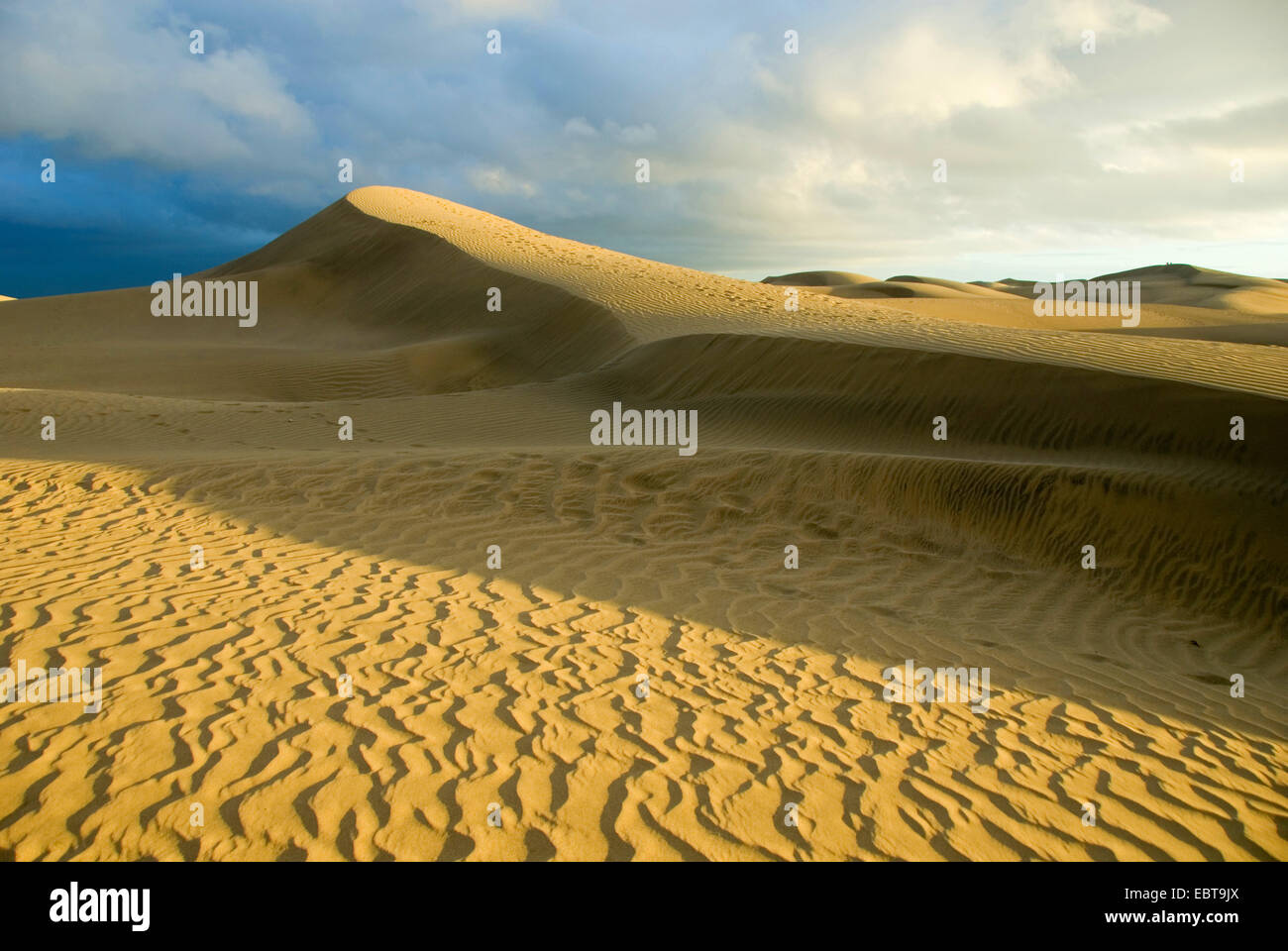 Dunes de sable de la mer, dans la lumière de la soleil du soir, Canaries, Grande Canarie, Maspalomas Banque D'Images