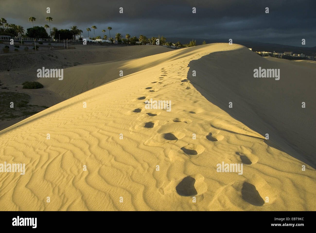 Dunes de sable au bord de la côte à la lumière de la soleil du soir, Canaries, Grande Canarie, Maspalomas Banque D'Images