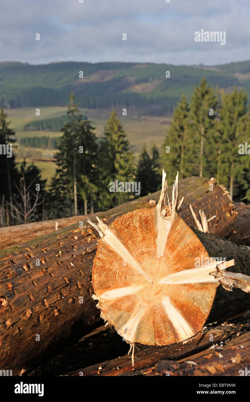 L'épinette de Norvège (Picea abies), journaux sur une colline boisée, l'Allemagne, en Rhénanie du Nord-Westphalie, Rhénanie-Palatinat Banque D'Images
