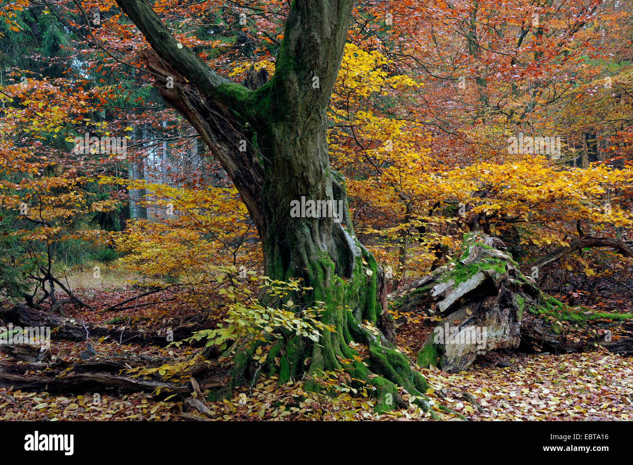 Sababurg forêt en automne, en Allemagne, en Hesse Banque D'Images