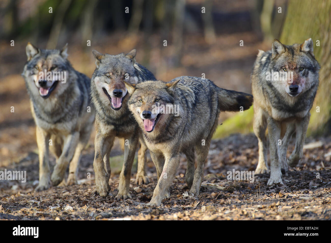 Le loup gris d'Europe (Canis lupus lupus), paquet de wolfes dans une forêt, l'ALLEMAGNE, Basse-Saxe Banque D'Images
