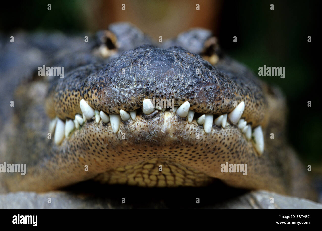Alligator Alligator mississippiensis (portrait), Banque D'Images Alligator Alligator mississippiensis (portrait), Banque D'Images
