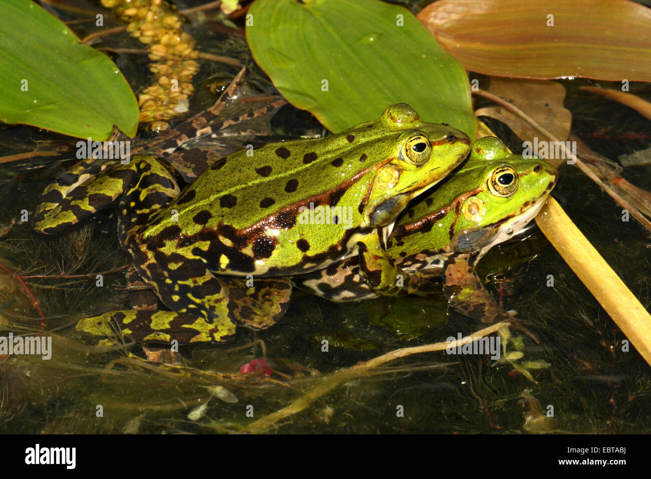 Grenouille comestible européen commun, edible frog (Rana kl. esculenta, Rana esculenta), adhérents au couple de surfacela portée un étang, Allemagne Banque D'Images