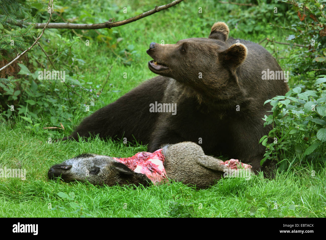 Ours brun (Ursus arctos), à une clairière avec un sanglier pourchassé Banque D'Images