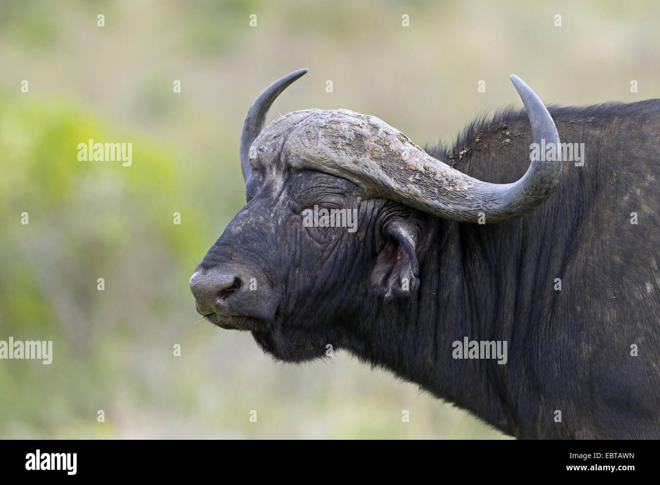 Buffle d'Afrique (Syncerus caffer), portrait, Afrique du Sud, le Parc national Krueger Banque D'Images