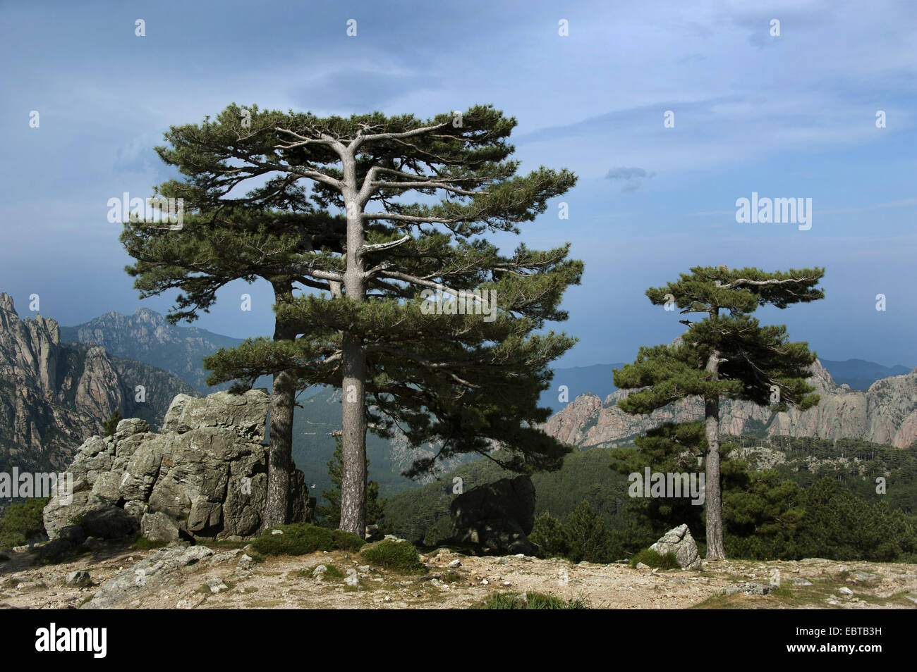 Le pin noir d'Europe, mélèze, Pin noir, pin laricio (Pinus nigra), au Col de Bavella, France, Corse, Col de Bavella Banque D'Images