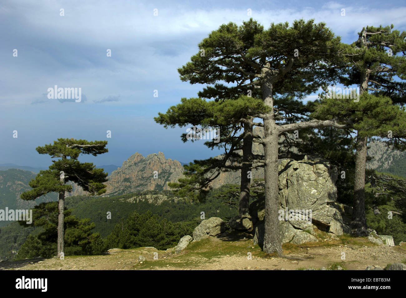 Le pin noir d'Europe, mélèze, Pin noir, pin laricio (Pinus nigra), au Col de Bavella, France, Corse, Col de Bavella Banque D'Images