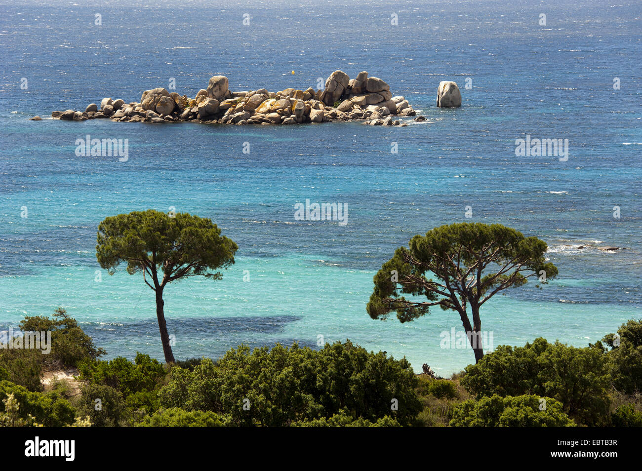 En pin cembro, italien, en pin pin parasol (Pinus pinea), la plage de Palombaggia, Corse, France Banque D'Images